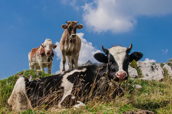 Três vacas — Fotografia de Stock