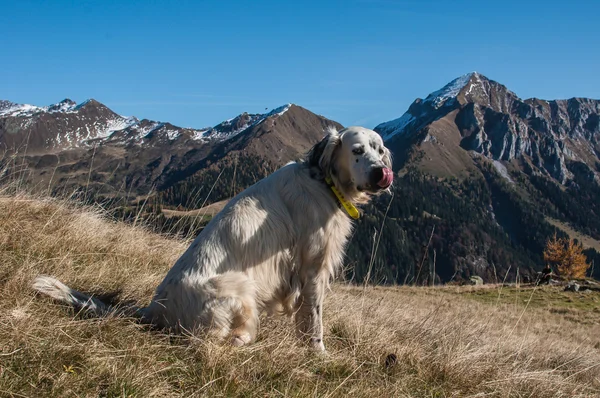 山の頂上にいる犬は — ストック写真