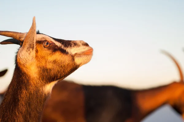 Cabras —  Fotos de Stock