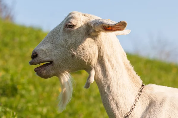 Goat — Stock Photo, Image