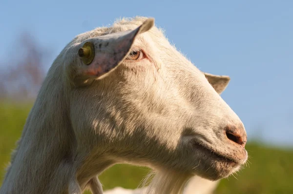 Goat — Stock Photo, Image