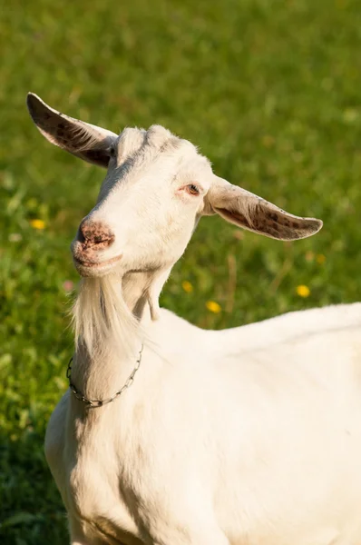 Goat — Stock Photo, Image