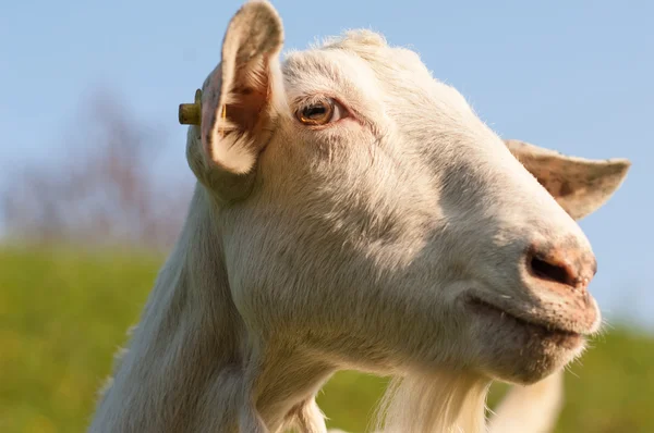 Goat — Stock Photo, Image