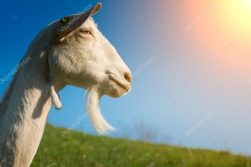 Goat With Beard Stock Photo C Michelangeloop 56854729