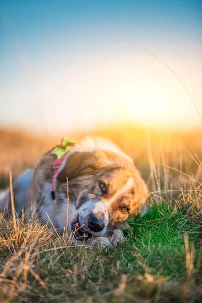 Cane che mangia ossa — Foto Stock