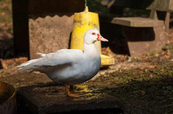 Geit op de boerderij — Stockfoto