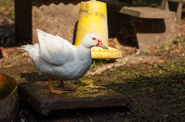 Goat in the farm Royalty Free Stock Photos