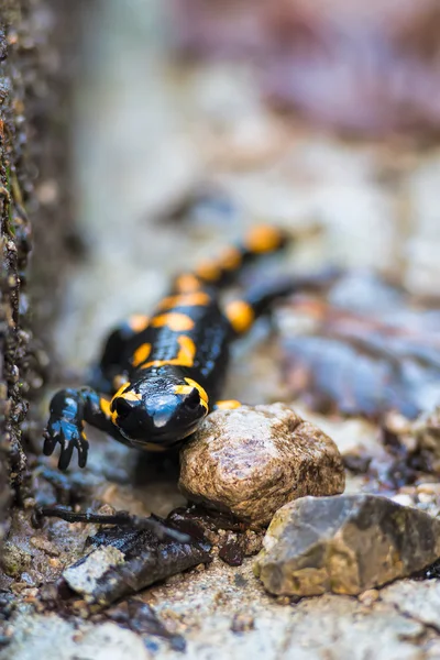 Salamandra — Fotografia de Stock