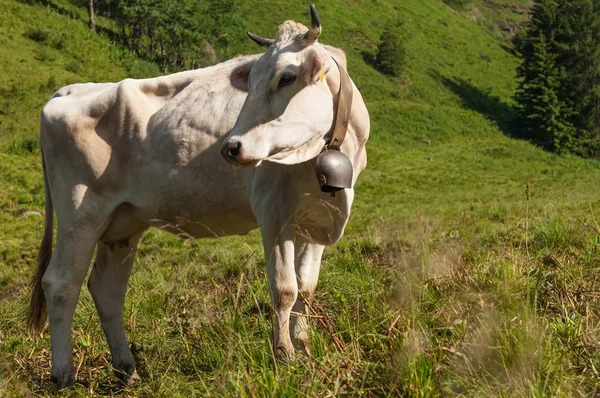 Vacas na montanha — Fotografia de Stock