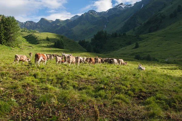 Cows in the mountain — Stock Photo, Image