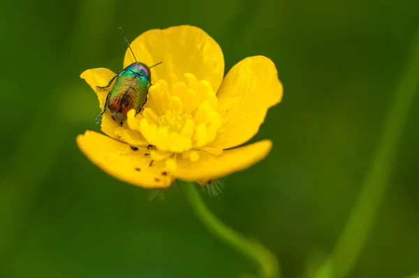Fleur jaune avec insecte — Photo