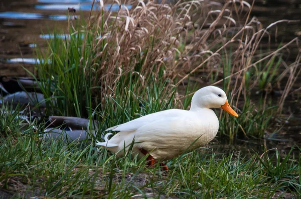 Eend in het gras — Stockfoto