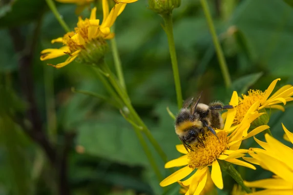 Biene auf einer gelben Blume — Stockfoto