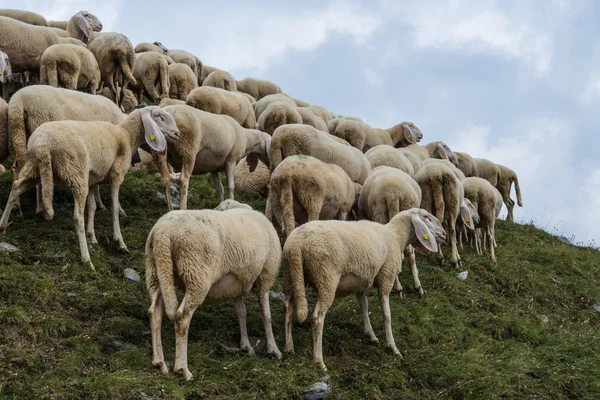 Grup of sheeps in the mountain — Stock Photo, Image