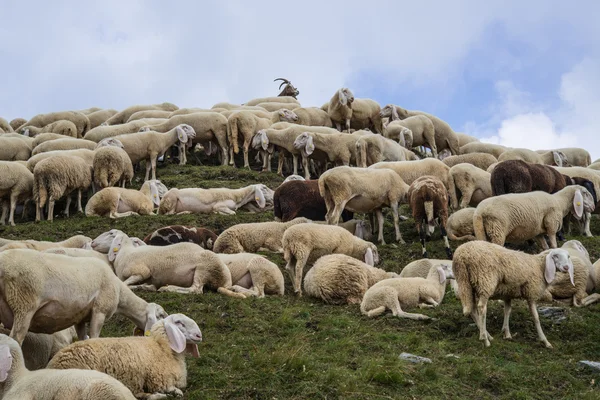Grup of sheeps in the mountain — Stock Photo, Image