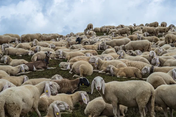 Grup of sheeps in the mountain — Stock Photo, Image