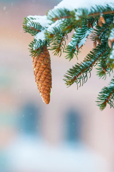 Pinecone árvore na neve — Fotografia de Stock