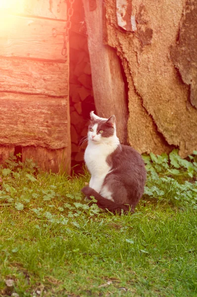 Withe e grigio gatto riposa in montagna — Foto Stock