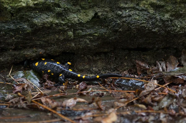 Gelber und schwarzer Salamander — Stockfoto