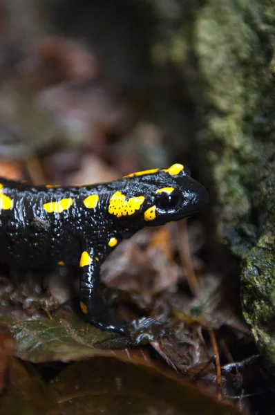 Gula och svarta salamander — Stockfoto