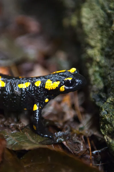 Salamandre jaune et noire — Photo