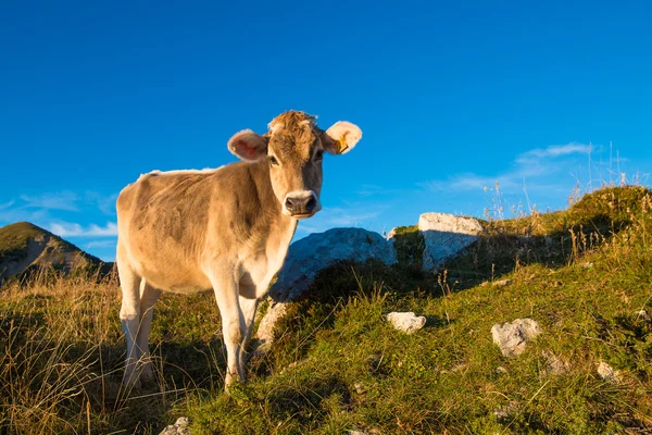 Bir inek yiyor — Stok fotoğraf