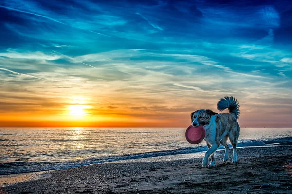 Cane in spiaggia — Foto Stock