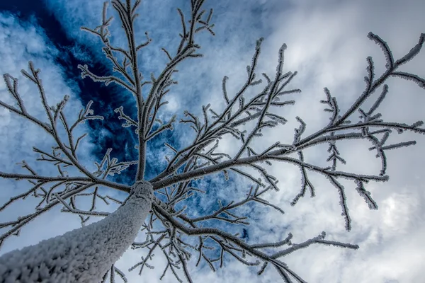Ледяное дерево — стоковое фото