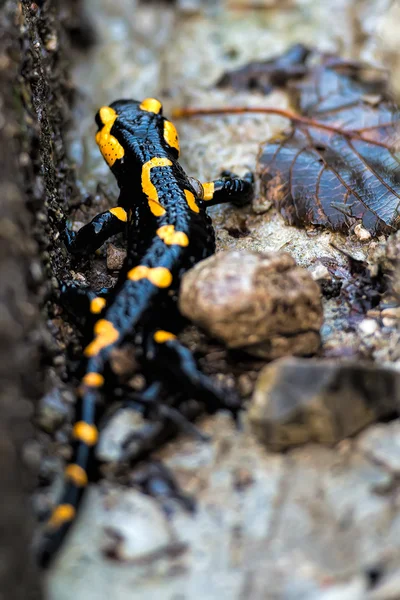 Salamander — Stockfoto