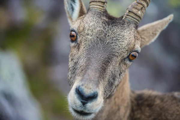 The first floor of an ibex — Stock Photo, Image