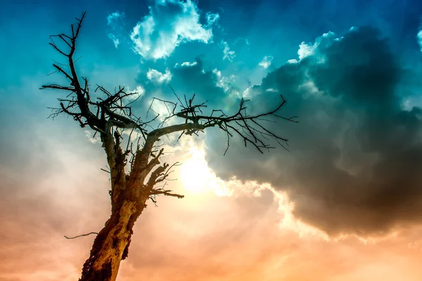 Дерево, сгоревшее молнией под угрожающими облаками — стоковое фото