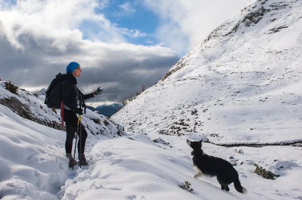 Mooie Bordercollie speelt met de sneeuw op de berg — Stockfoto