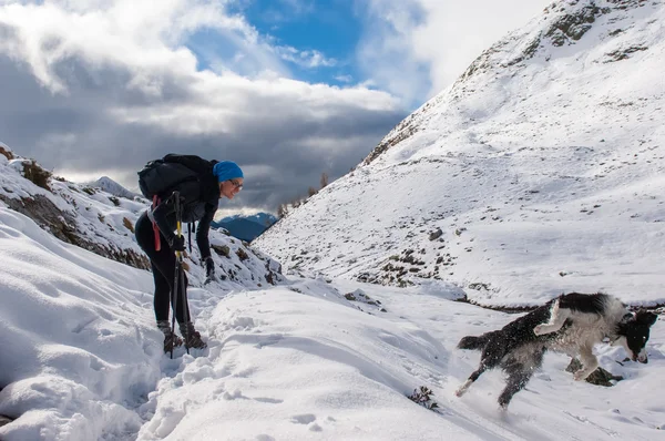 Schöner Border Collie spielt mit dem Schnee am Berg — Stockfoto