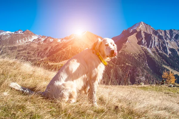 Hund auf dem Gipfel des Berges — Stockfoto