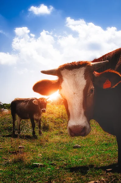 Vacas na montanha durante o pôr do sol — Fotografia de Stock