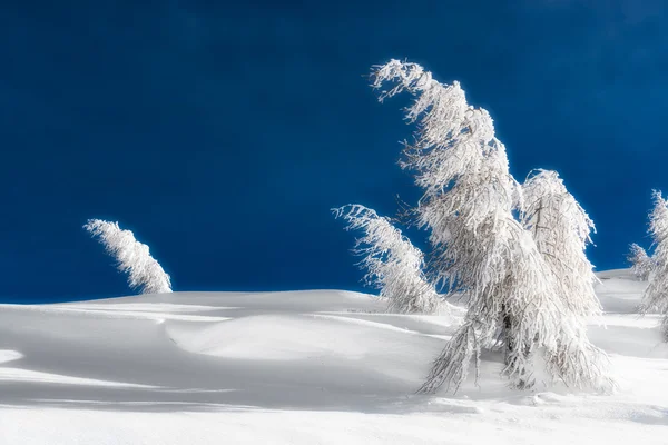 Geïsoleerde bomen bedekt met sneeuw — Stockfoto