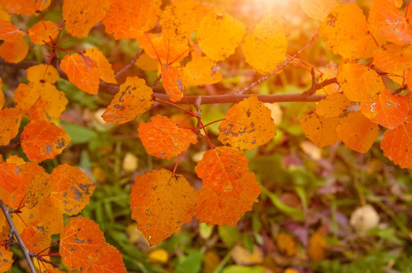 Farbige Blätter während der Herbstsaison — Stockfoto