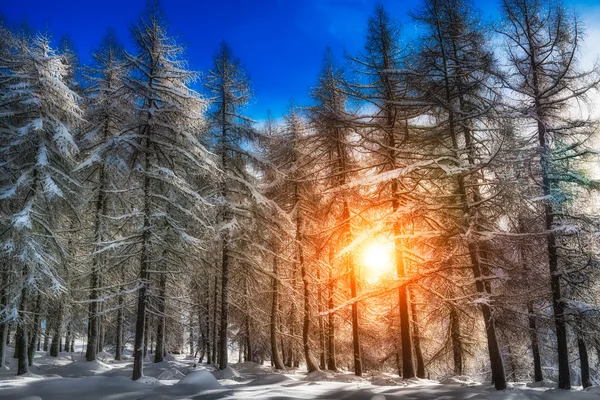 Besneeuwde bos met zonlicht filteren — Stockfoto