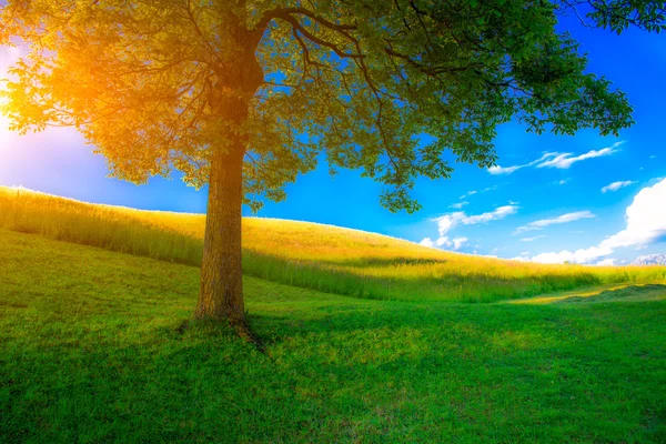 Tree in a spring meadow — Stock Photo, Image