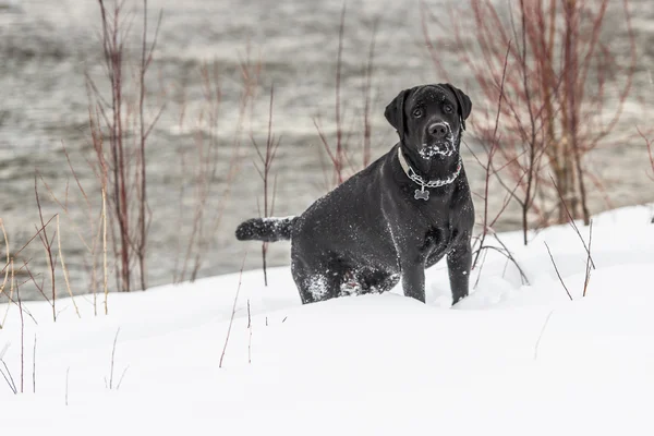 Svart labrador i snön — Stockfoto