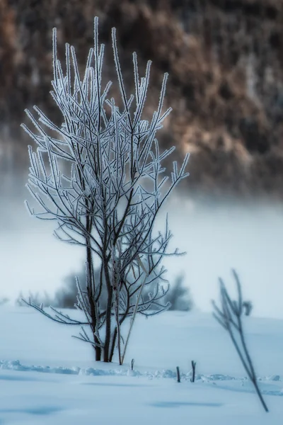 Маленькое дерево с глазурью в снегу — стоковое фото