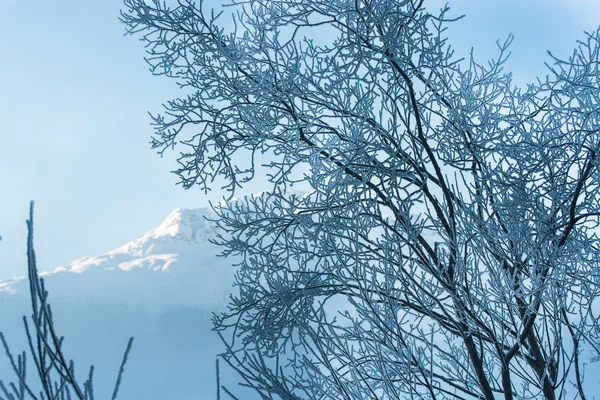 Escarcha de invierno en las montañas —  Fotos de Stock