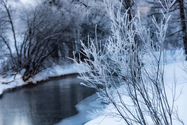 Hoarfrost en ramas cerca del río —  Fotos de Stock