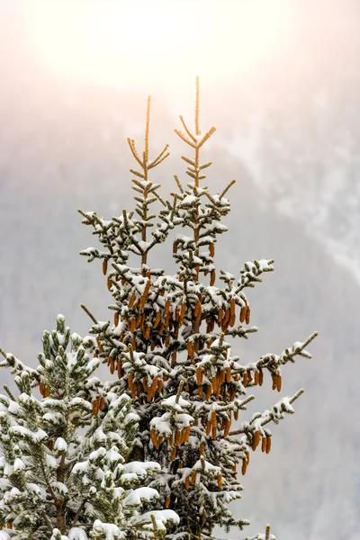 Pinheiro com muitos cones de pinheiro — Fotografia de Stock