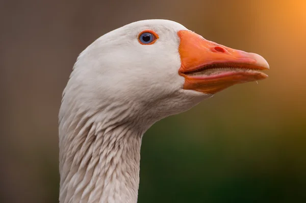 Bepaalde og met gans — Stockfoto