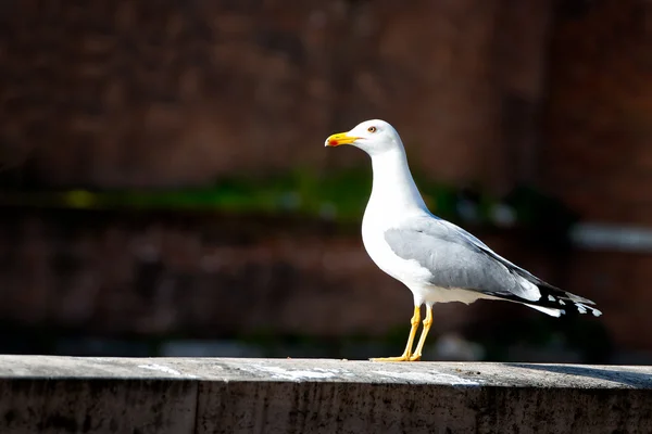 Möwe ruht an der Wand — Stockfoto