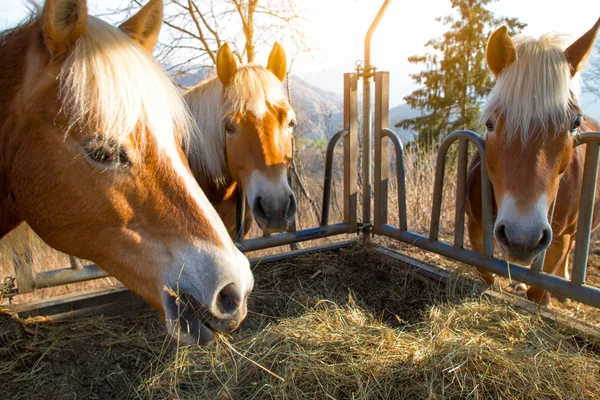 Horses eat grass from the manger — Stock Photo, Image