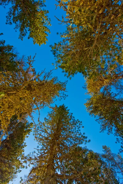 Arbre contre le ciel bleu profond — Photo