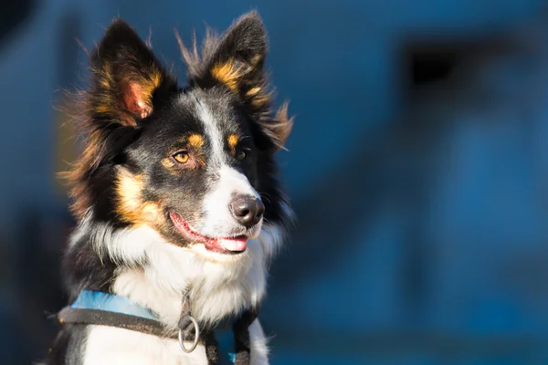 Primo piano di un collie di confine — Foto Stock