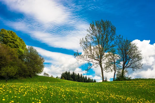 Цветочный луг и деревья весной — стоковое фото